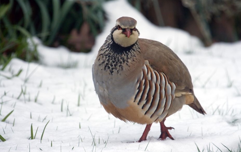 Red legged partridge, (Alectoris rufa), in snowy residential garden in Suffolk.